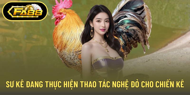 Sư kê đang thực hiện thao tác vào nghệ đỏ cho chiến kê