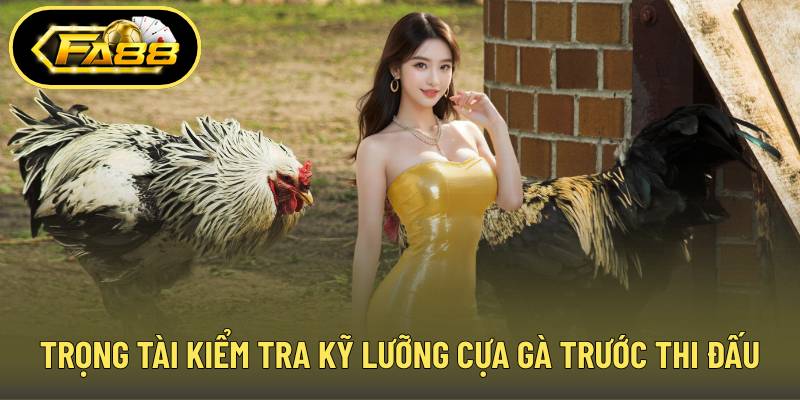 Trọng tài đang kiểm tra kỹ lưỡng cựa gà trước giờ thi đấu